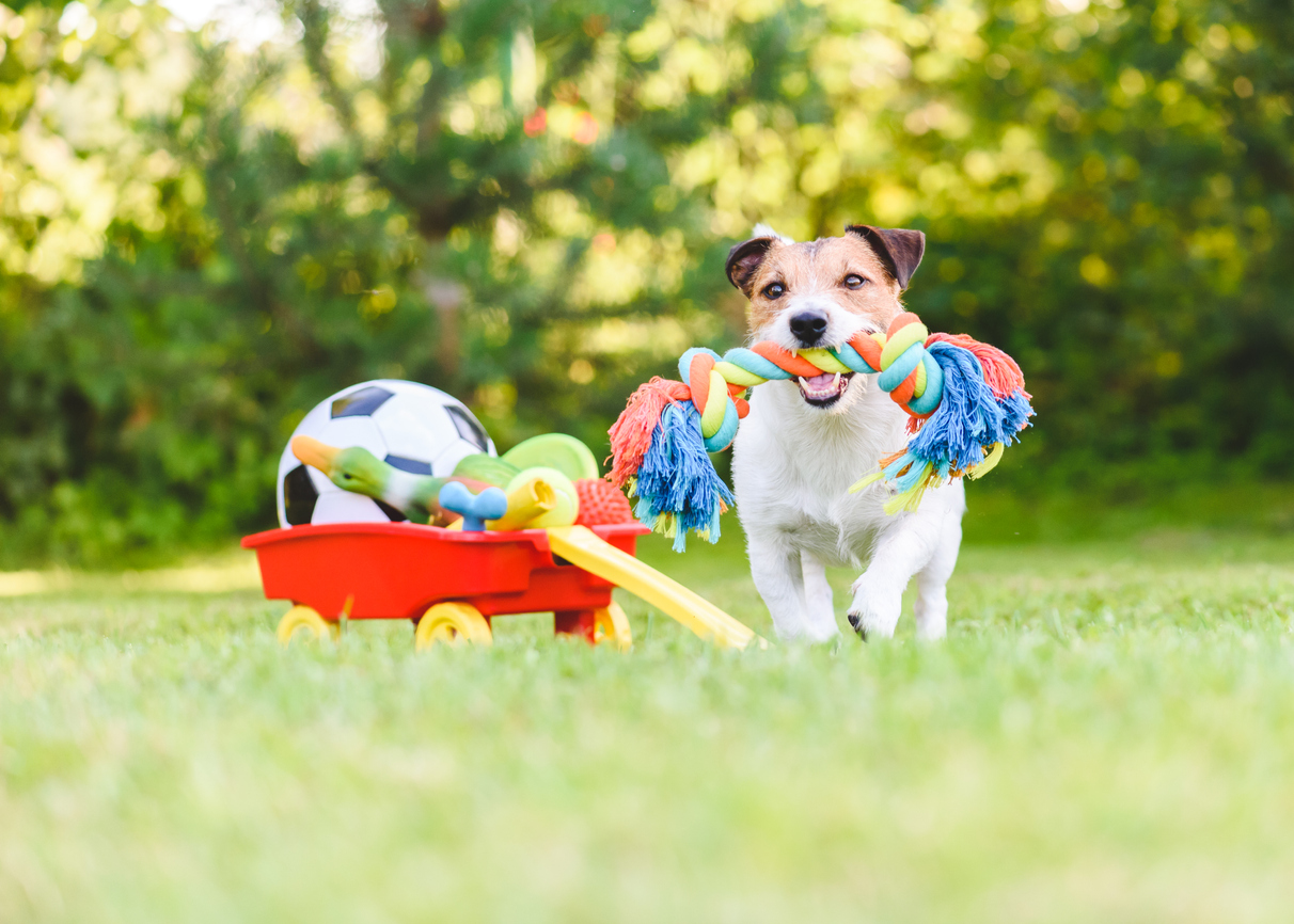 animaldescuento
